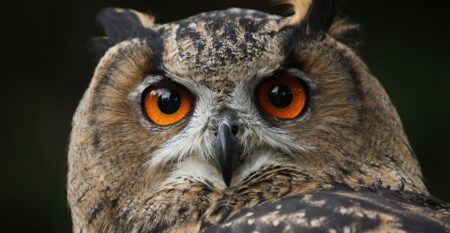 Owl looking wise