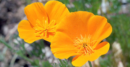 California poppies in the wild