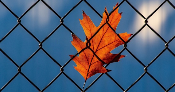 Leaf against a chain link fence